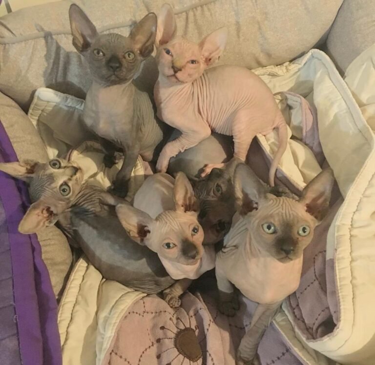 Harry Sphynx Home..,.,