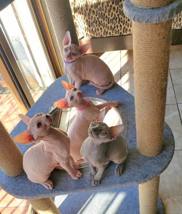 Harry Sphynx Home,.,.,