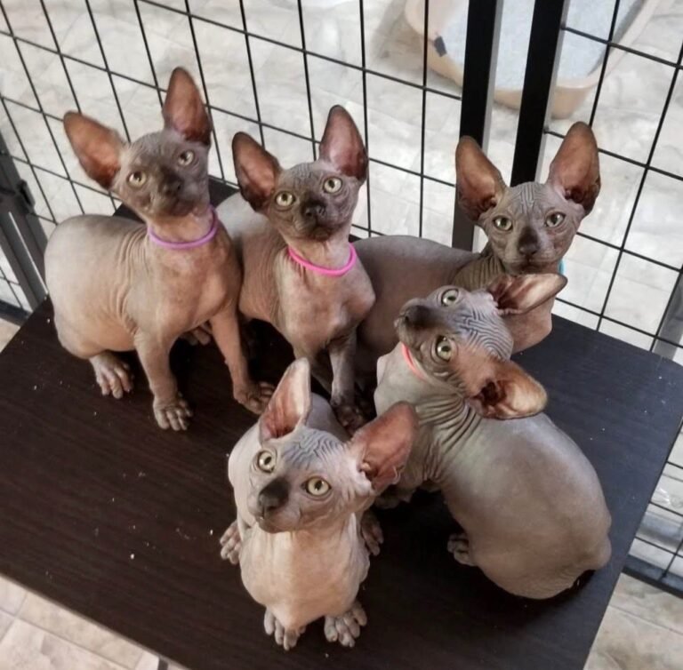 Harry Sphynx Home..,