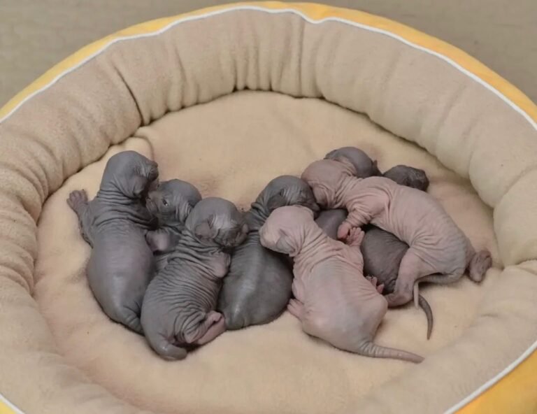 Harry Sphynx Home,,,..