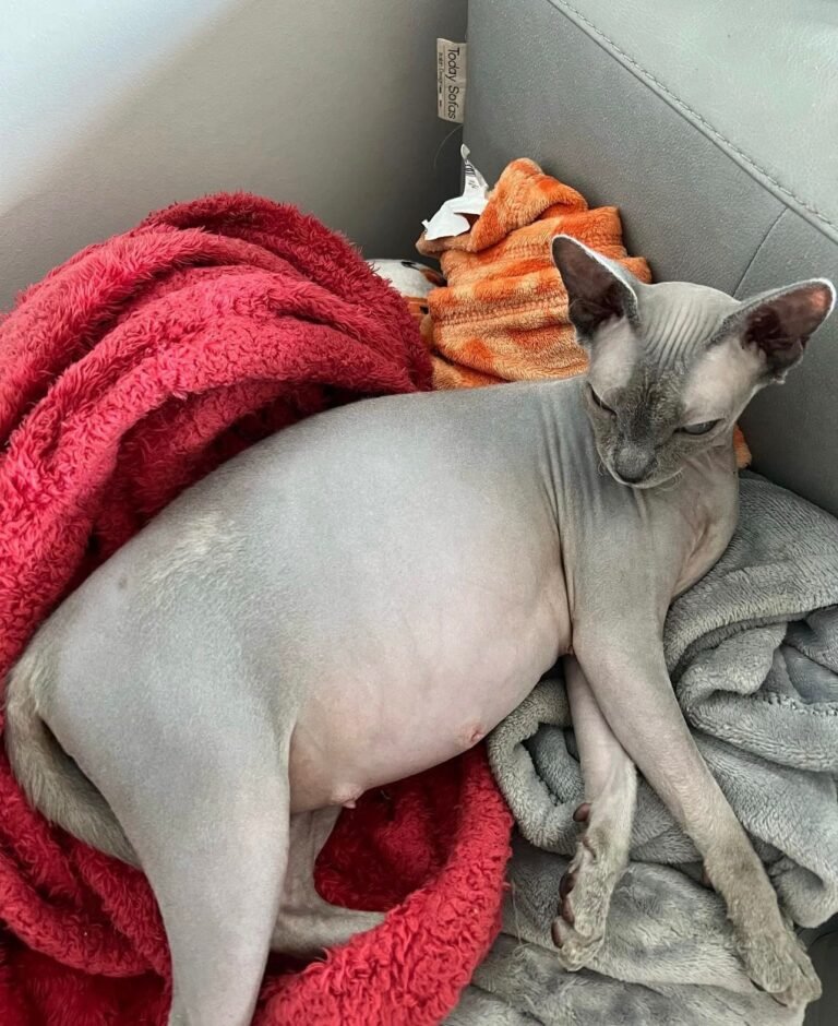 Harry Sphynx Home,,,,