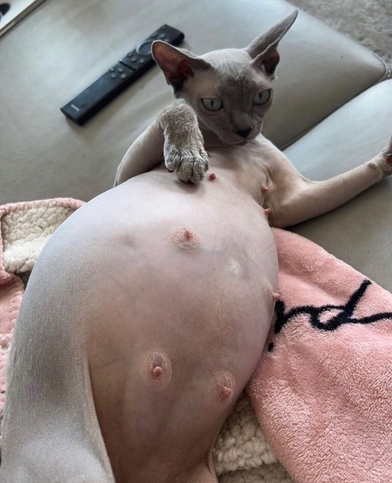 Harry Sphynx Home,.,.,,