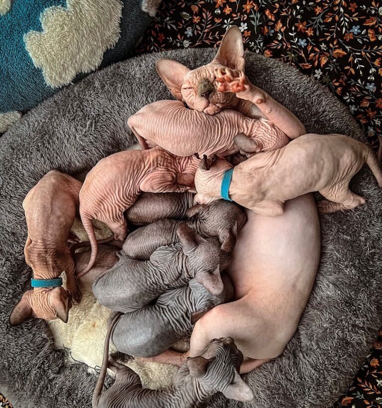 Harry Sphynx Home,,.,...