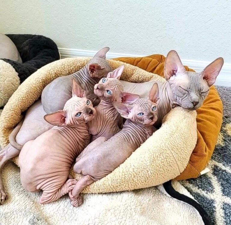 Harry Sphynx Home,,,