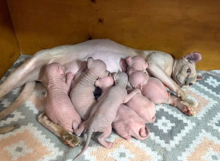 Harry Sphynx Home,..,.,